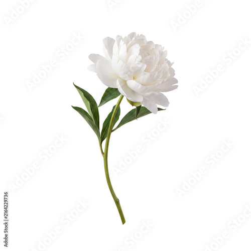 white peony
