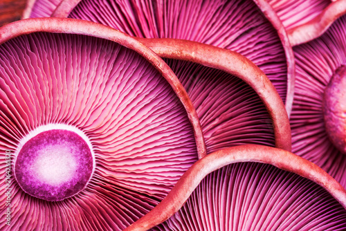 Textured background of violet mushrooms purple lepista close-up, macro with selective focus