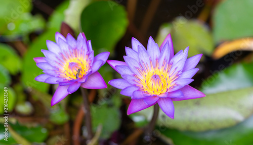 Blooming waterlily flower in pond water. Lilies flower in nature. Summer nature. Bright purple flowering lily in tropical waters. Flower of Nymphaea waterlily. Flowering Nymphaea lily. Lily blossom
