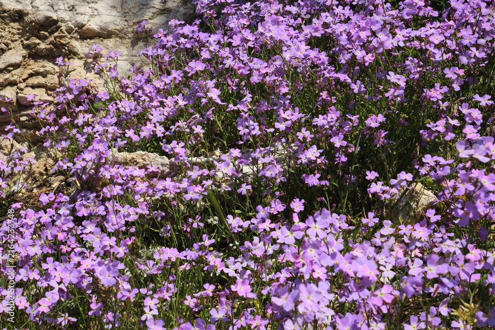 Obraz premium Purple flowers blooming on rocky ground in spring, small pink flowers blooming in spring seasonal allergy concept. Seasonal allergic rhinitis and pollen allergy background with blooming flowers close