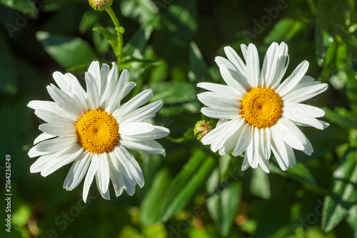 Blühende Margeriten , Deutschland