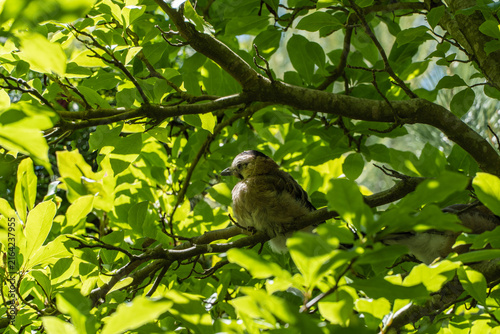 Young Caucasian Jay (Garrulus glandarius krynicki) sits on branch pine among lush green foliage, basking in dappled sunlight filtering through leaves.
