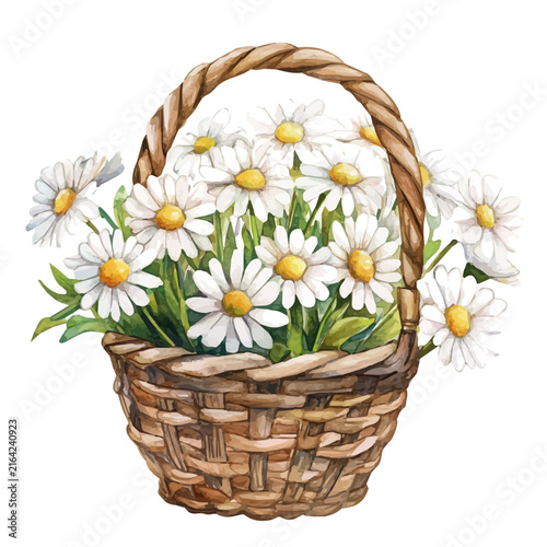 Hand-drawn watercolor artwork of Daisy Flower Basket, vector, isolated on a white background.