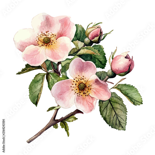Watercolor illustration painting of Dog Rose Hip, minimal, isolated on a white background.