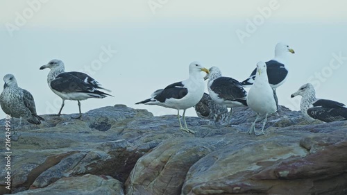 Seagulls flock perched on coastal rocks overlooking the ocean at Cape Point Nature Reserve, South Africa, showing wild seabirds gathered in their natural coastal habitat, close-up
