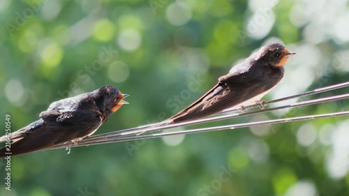 Two barn swallows perched on electrical wire against soft green blurred background.
