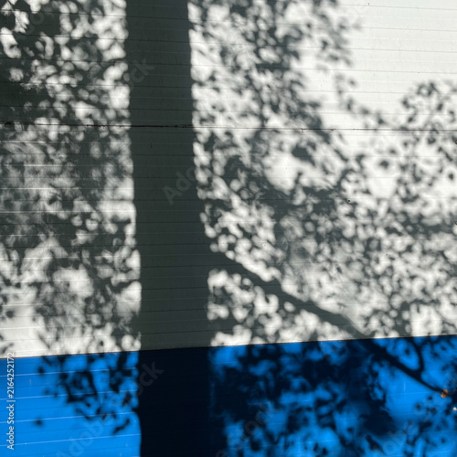 Shadows of Tree Branches on Blue and White Painted Wall