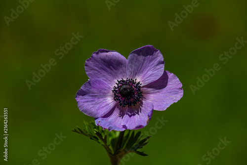 Beautiful violet blue black ornamental anemone coronaria de caen in bloom, bright colorful flowering springtime plant