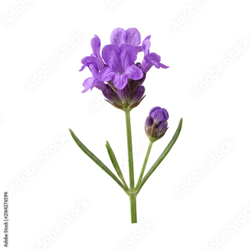 lavender flower