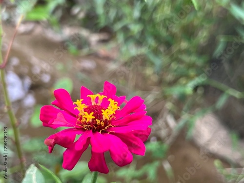 Fotografía Close up of vibrant pink zinnia flower blooming with yellow stamen star details