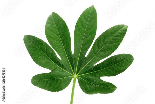 Foto Vibrant Green Fatsia Japonica Leaf with Distinctive Lobes