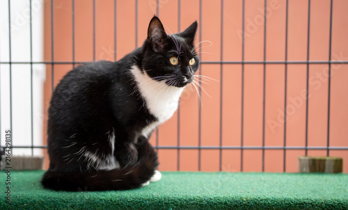 Schwarz-weiße Tuxedo-Katze sitzt ruhig auf einem grünen Brett neben einem Drahtzaun und blickt aufmerksam mit gelben Augen vor einem warmen orangefarbenen Hintergrund
