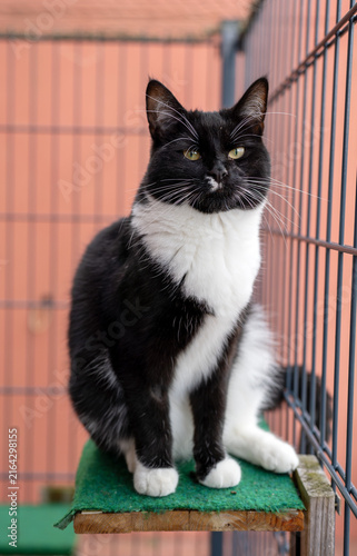 Schwarz-weiße Tuxedo-Katze sitzt auf einer kleinen Sitzstange hinter einem Drahtzaun und blickt aufmerksam mit gelben Augen
