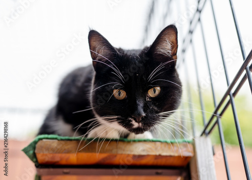 Eine schwarz-weiße Tuxedo-Katze ruht auf einer hölzernen Sitzstange in einem Metallkäfig und blickt mit leuchtend bernsteinfarbenen Augen neugierig in die Kamera.