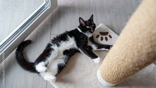 Eine entspannte Tuxedo-Katze liegt auf einer Matte mit Pfotenabdrücken neben einem beigen Kratzbaum in der Nähe eines Fensters, streckt sich 