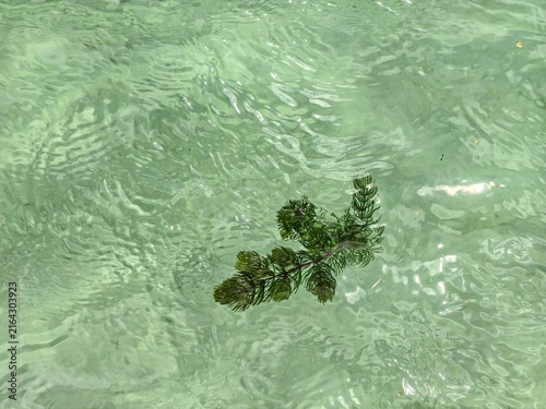 Quadro su tela Close-up of vibrant green aquatic plant (seaweed) floating on a clear, emerald green water surface
