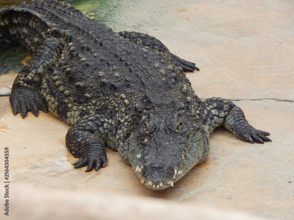 Fototapeta premium Crocodile allongé au sol vu de face
