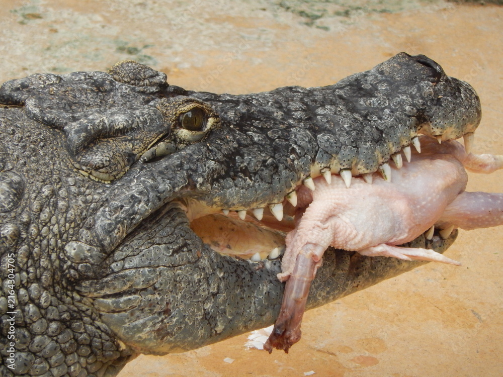 Fototapeta premium Crocodile tenant un poulet dans sa gueule pendant son repas