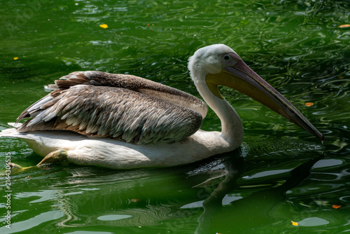 Great White Pelican (Pelecanus onocrotalus) Swimming on Water Surface
