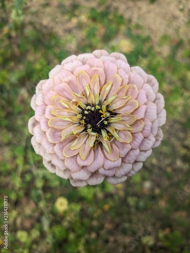 pink dahlia flower