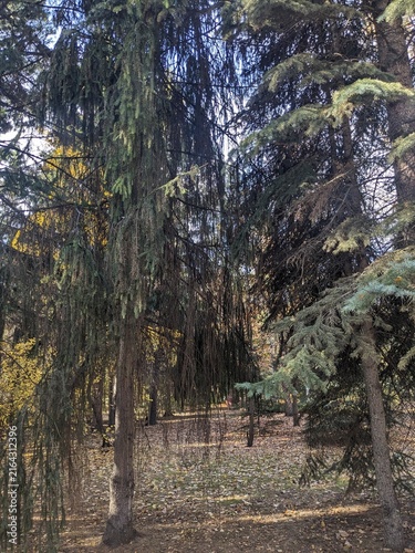 path in the woods