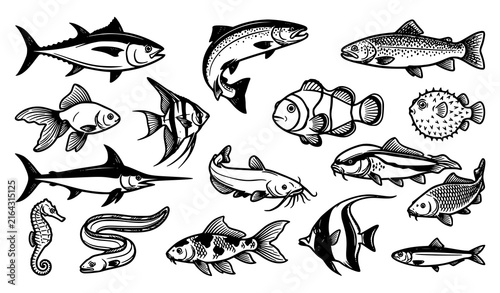 Black and White Fish Collection Marine Animal Vector Illustration Set