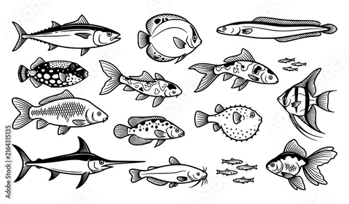 Decorative Fish Black White Marine Wildlife Vector Illustration Collection