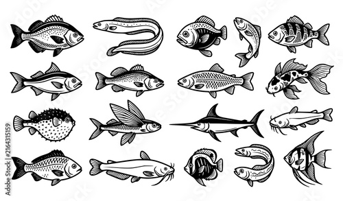 Fish Species Black White Line Art Marine Animal Vector Collection