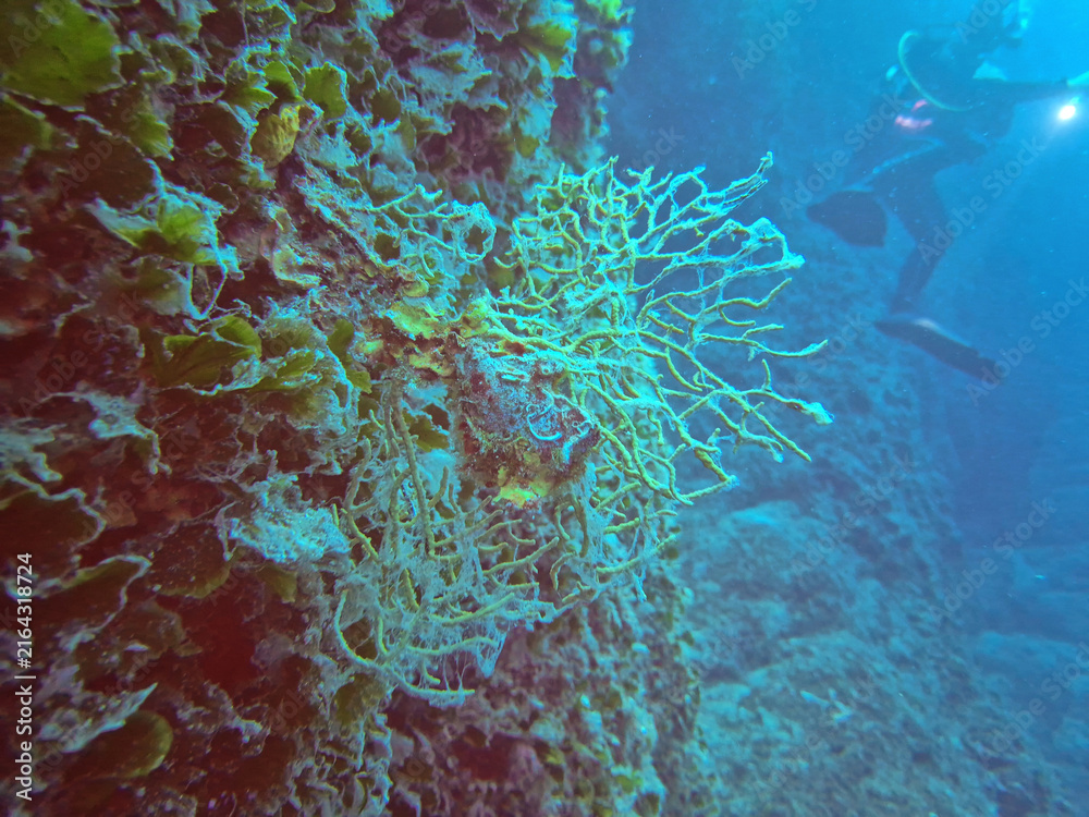 Naklejka premium On wall Coral pland under water scuba diver