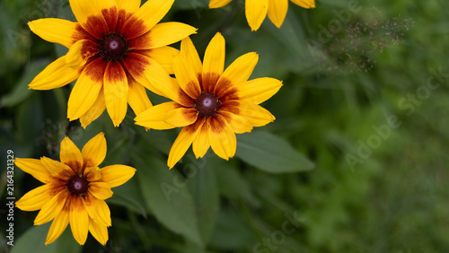 Bild auf Leinwand Close-up of vibrant yellow rudbeckia flowers with green foliage, natural garden flowers, botanical beauty, cheerful floral arrangement