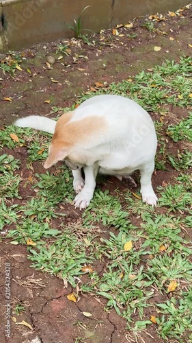 dog sitting on the ground in the garden, cute dog looking away