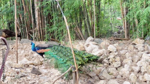 blue peacock walking gracefully with long tail feathers in  open nature, indian peafowl routine after dancing footage