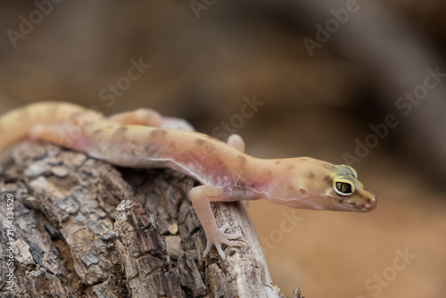 Obraz na płótnie western banded gecko on a trunk