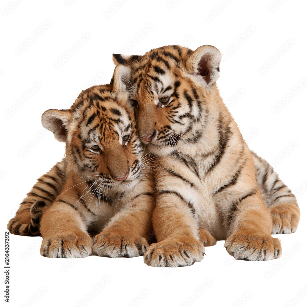 Obraz premium Tiger cubs play together on a white background in a studio setting during daytime hours