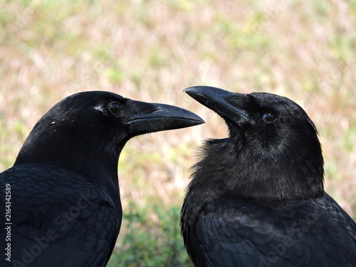 Bild auf Leinwand Pair of Crows in Close Interaction