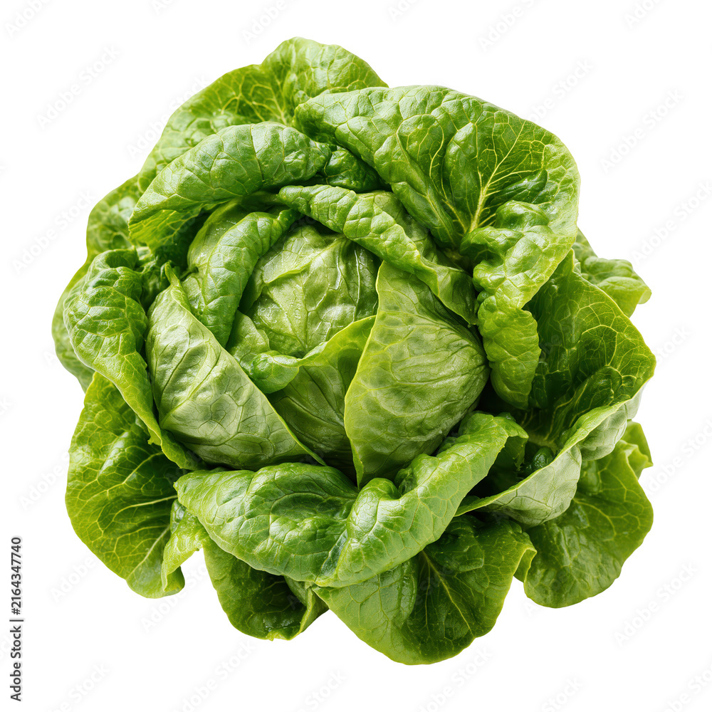 Fototapeta premium Butterhead lettuce on white background showing its full form and vibrant green leaves