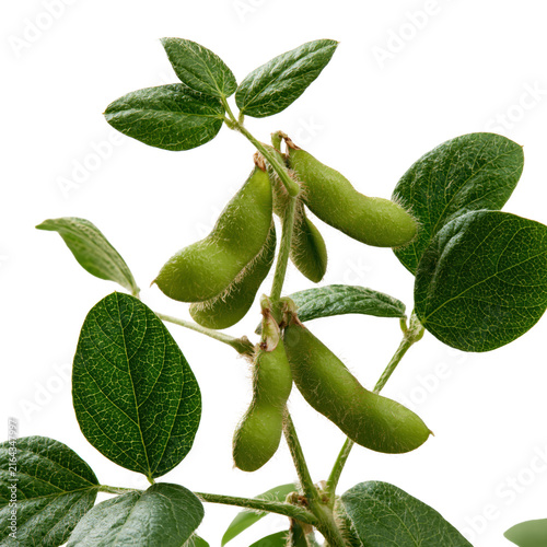 Soybean plant in  showing green pods growing on the stem