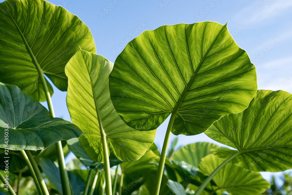 Obraz premium Elephant ear leaves showing vibrant green natural patterns