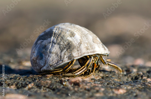 Obraz na plátně Macro photo of a small crab with shell