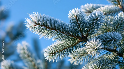 Spruce branch covered in white frost on a cold winter day