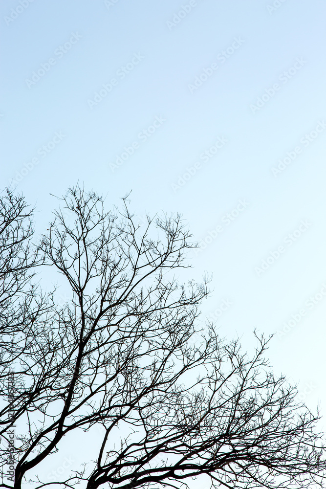 Obraz premium Bare Tree Branches Against a Clear Pale Blue Sky