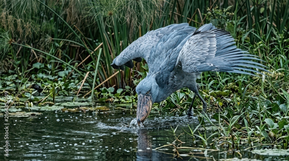 Naklejka premium Shoebill bird with large beak catches fish in shallow swampy waters