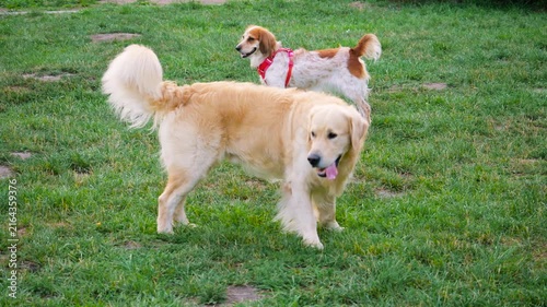 A golden retriever stands on a green lawn in a park. The purebred dog is walking outdoors during evening time.