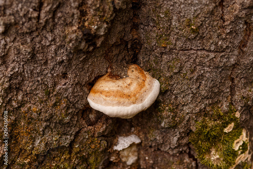 Konstfotografi White bracket fungus growing on mature tree trunk in autumn forest