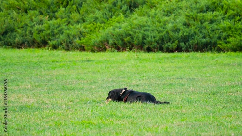 A black and tan Hovawart dog lies on a green park lawn on a summer evening, intensely chewing a toy against a lush green bush background, capturing a loyal companion's outdoor relaxation.