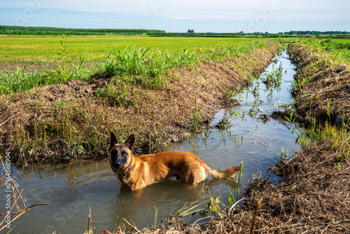 Cuadro en lienzo Belgian Shepherd Malinois dog cooling down in an irrigation canal