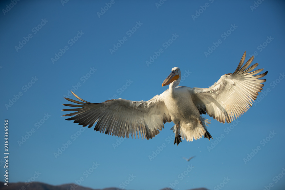 Obraz premium Dalmatian pelican