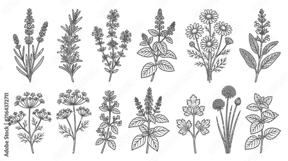 Fototapeta premium Botanical Illustration: Assorted Herbs and Flowers Collection