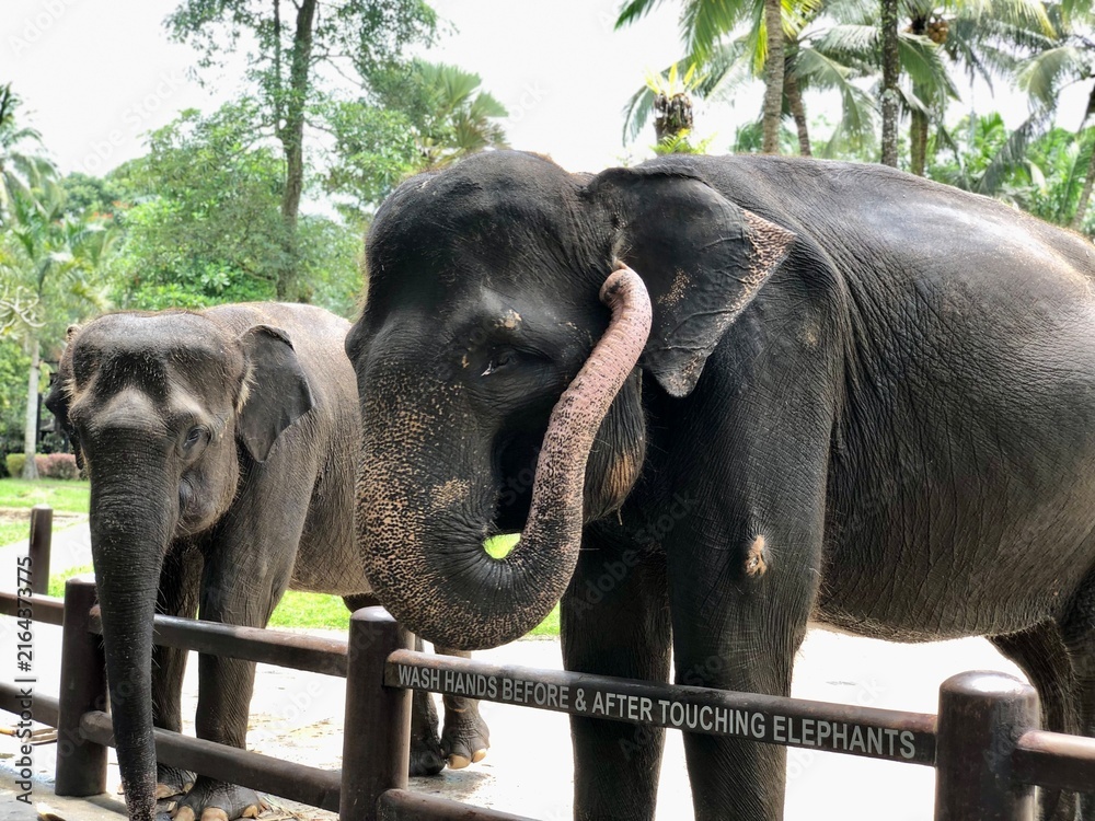 Фотография elephant in zoo