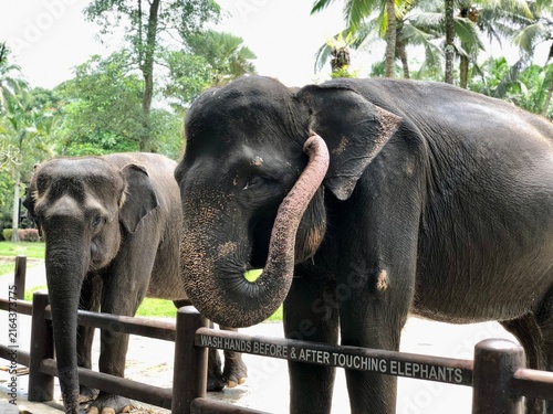 Photography elephant in zoo